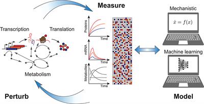 Cell-Free Systems: A Proving Ground for Rational Biodesign